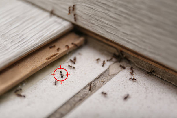 Best Flea Control Services  in Oxford, AL