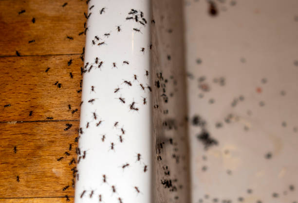 Best Wildlife Control Services  in Oxford, AL